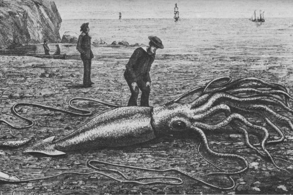 Kraken kraken link24 info